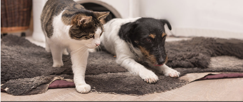 We wish you and your pet a wonderful time and a lots of fun